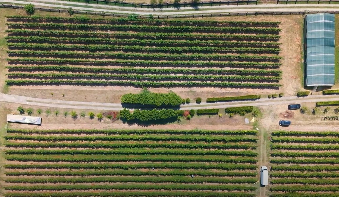 Estate with a Vineyard of Over 10,200 Vines and Several Buildings, Podgorica